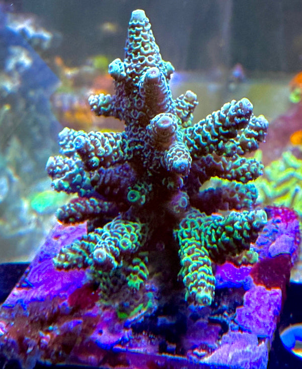 SPS