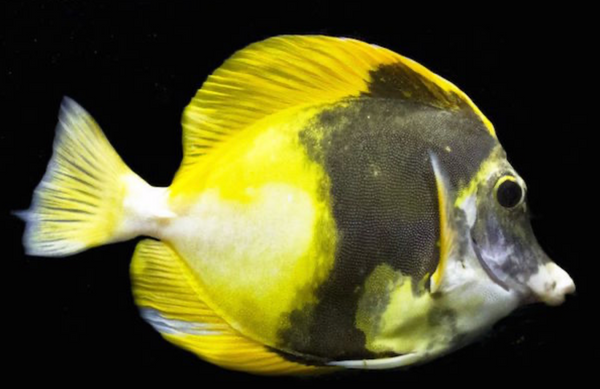 Fish
