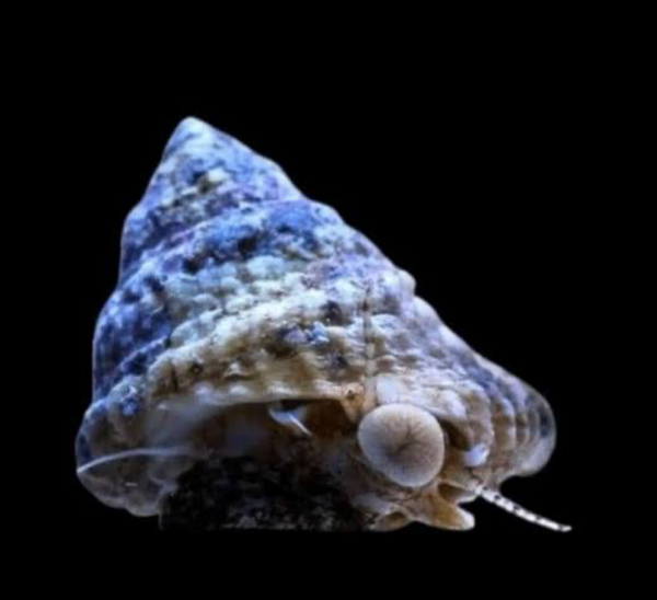 Invertebrates