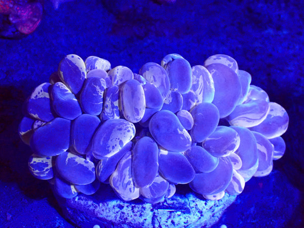 WYSIWYG Bubble Coral