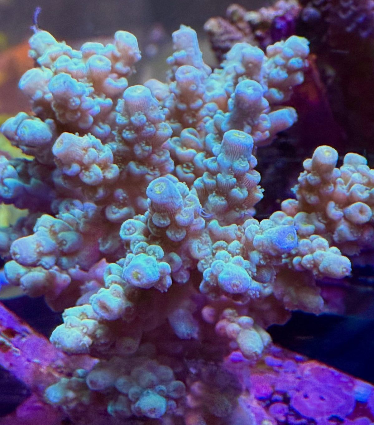 Acropora Colony