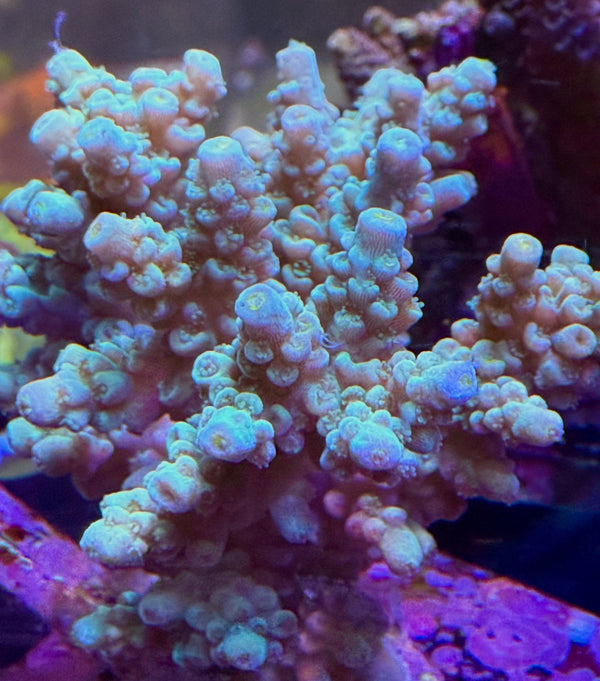 Acropora Colony