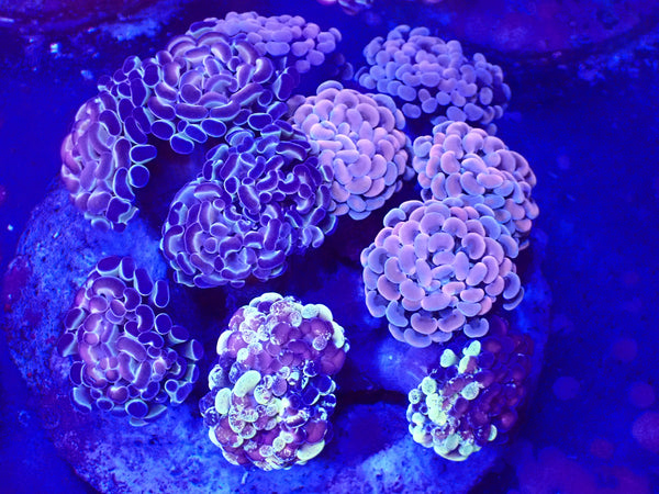 Hammer Bouquet