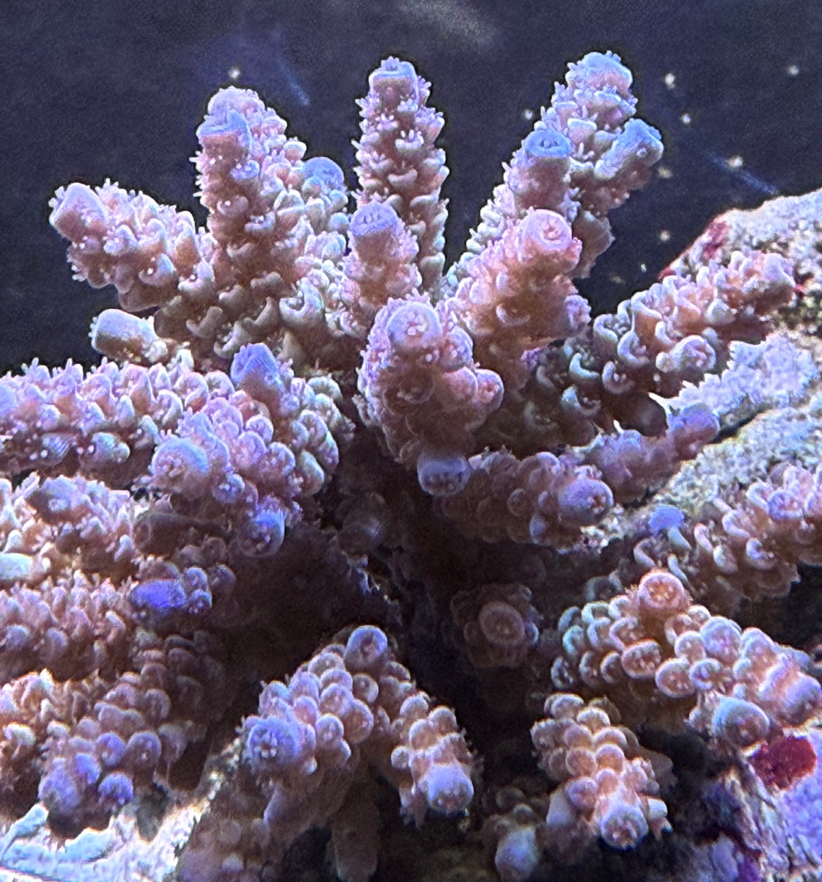 Acropora Colony