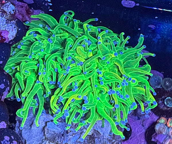 BK Chem Jolly Rancher HG