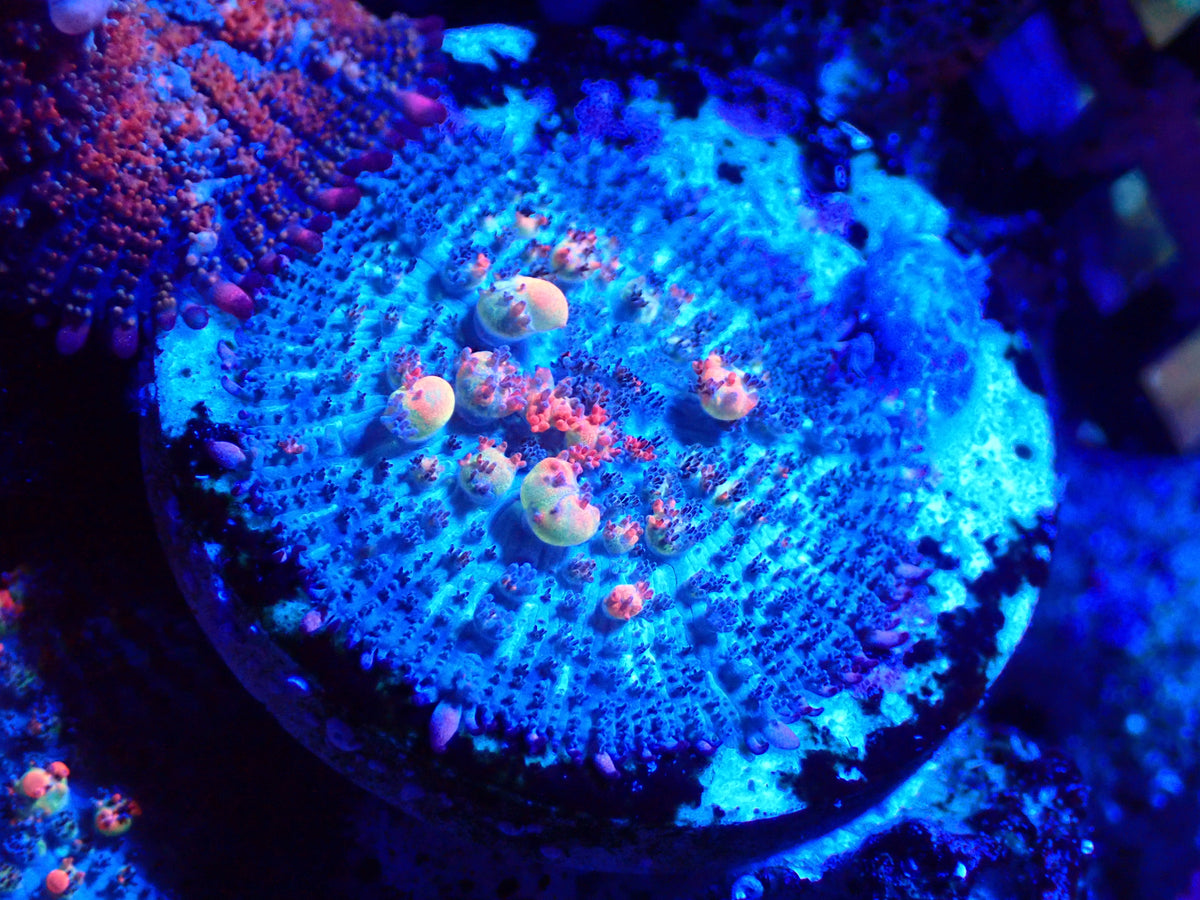 OG Bounce Mushroom
