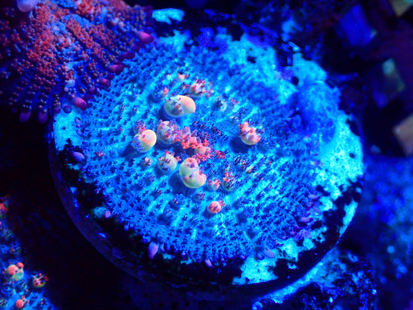 OG Bounce Mushroom