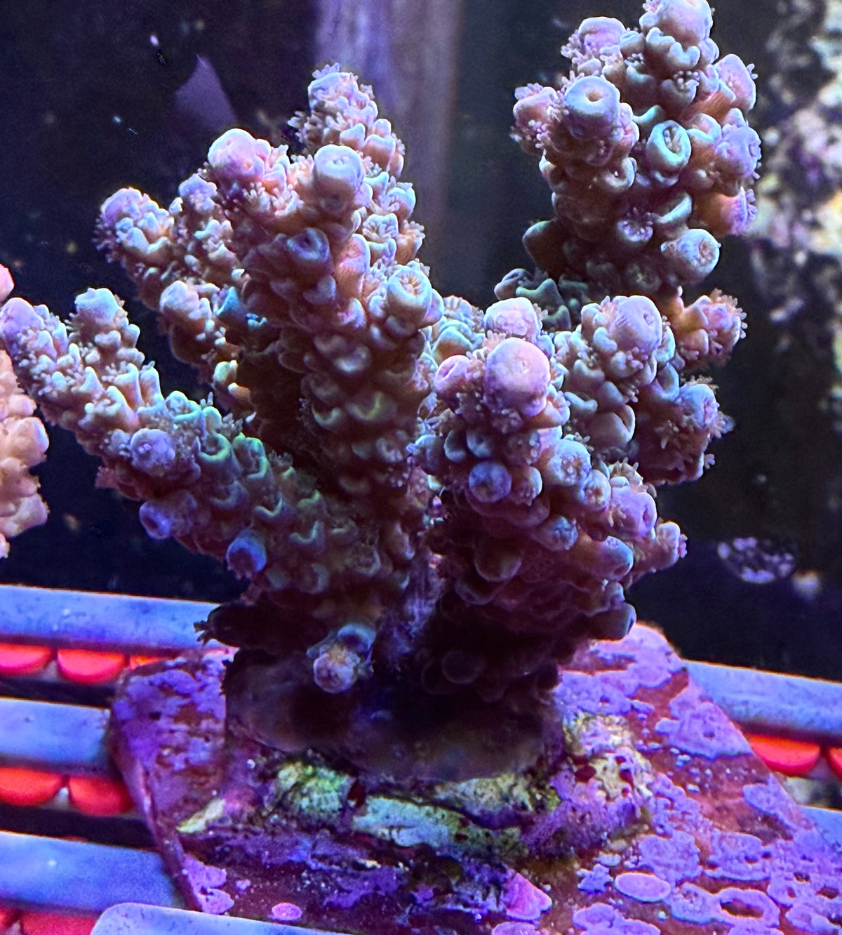 Acropora Colony