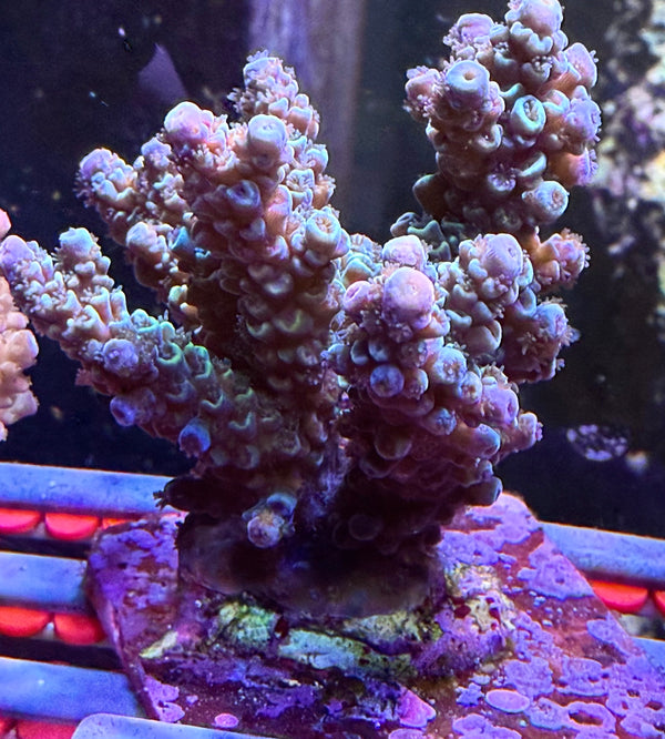 Acropora Colony