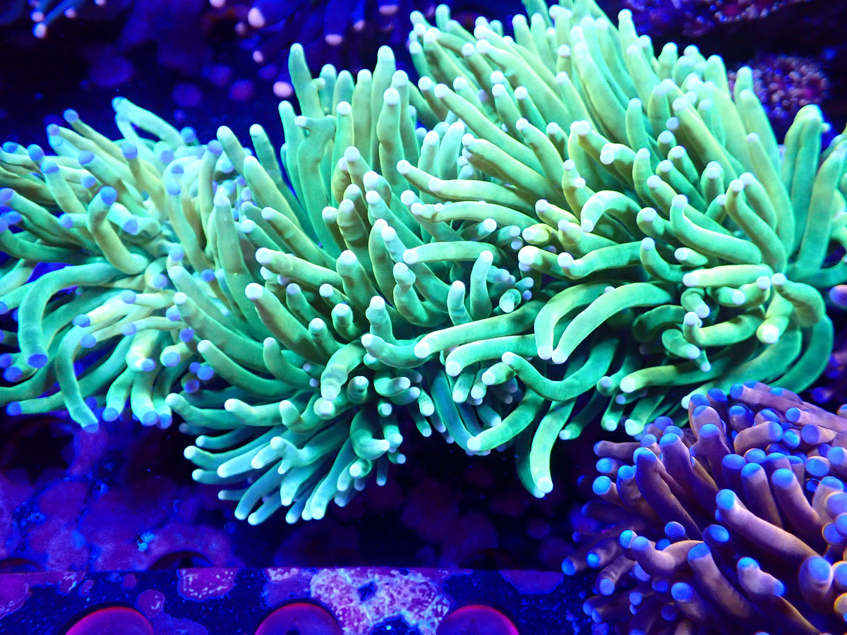 White Tip HG