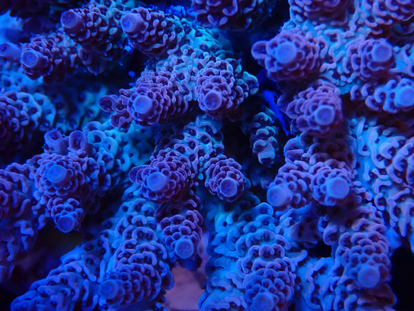 Acropora