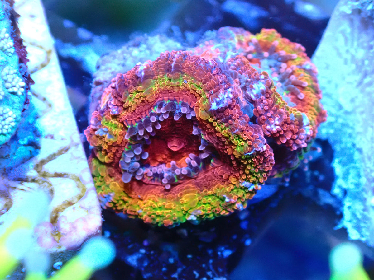 Rainbow Acan