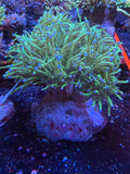 HTR Blue tipped Green Torch