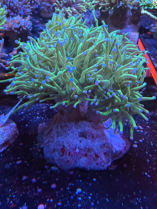 HTR Blue tipped Green Torch