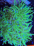 HTR Blue tipped Green Torch