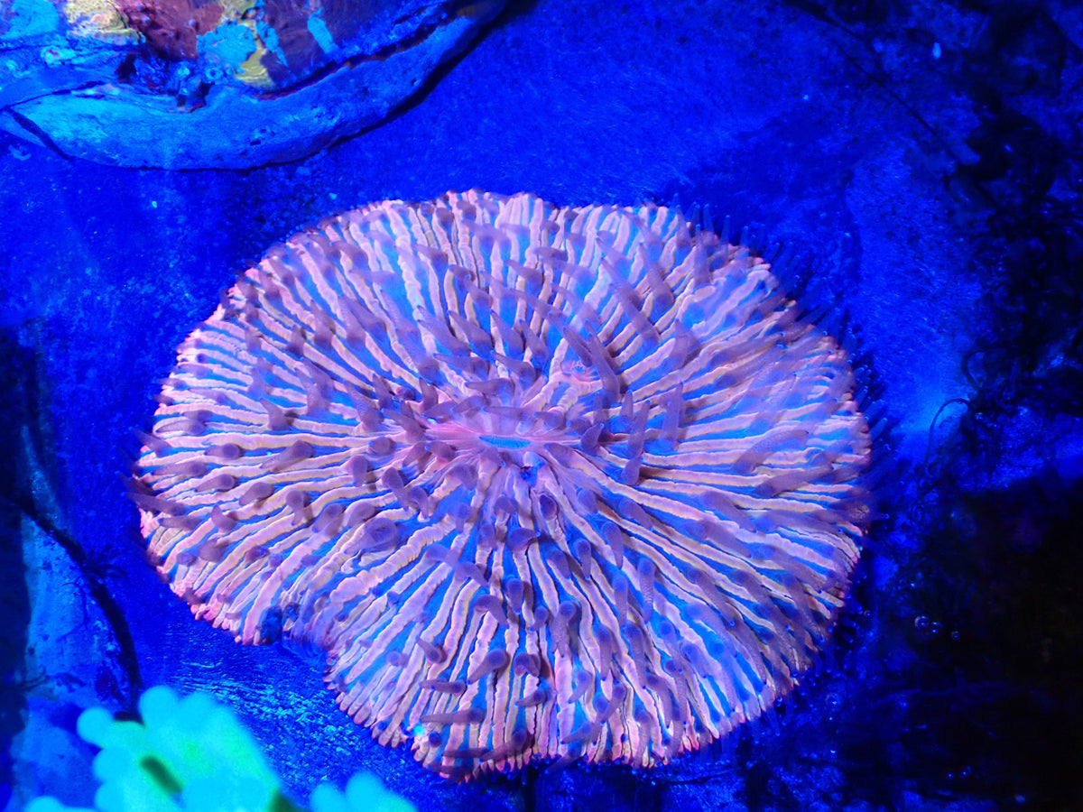WYSIWYG Plate Coral