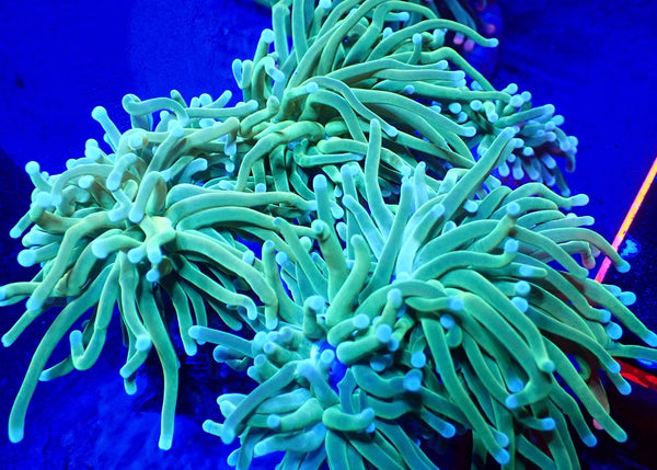 White Tipped HG Colony