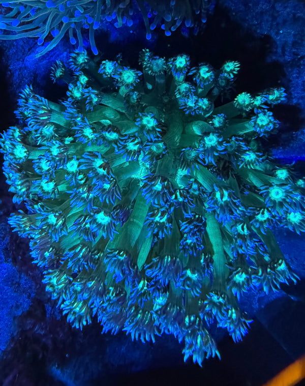 Green Goni Colony
