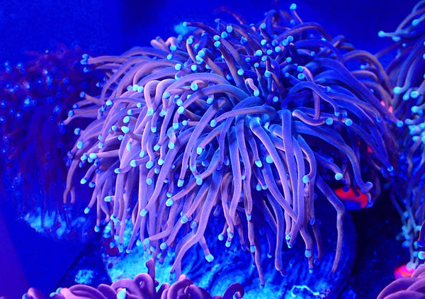 Gold Torch Colony WYSIWYG