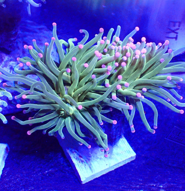 Pink Tipped HG