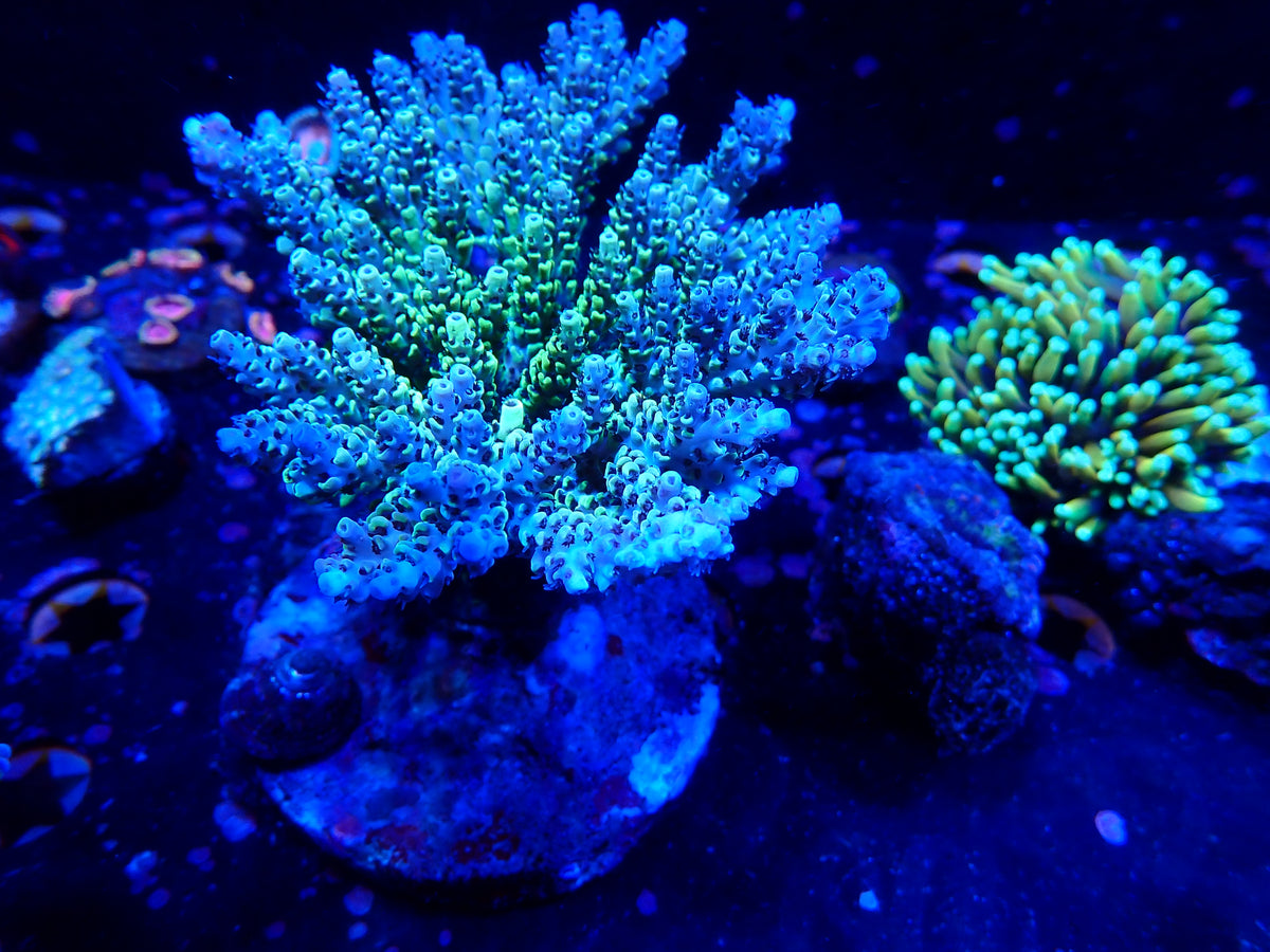 Acropora