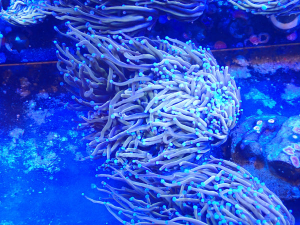 Gold Torch Colony