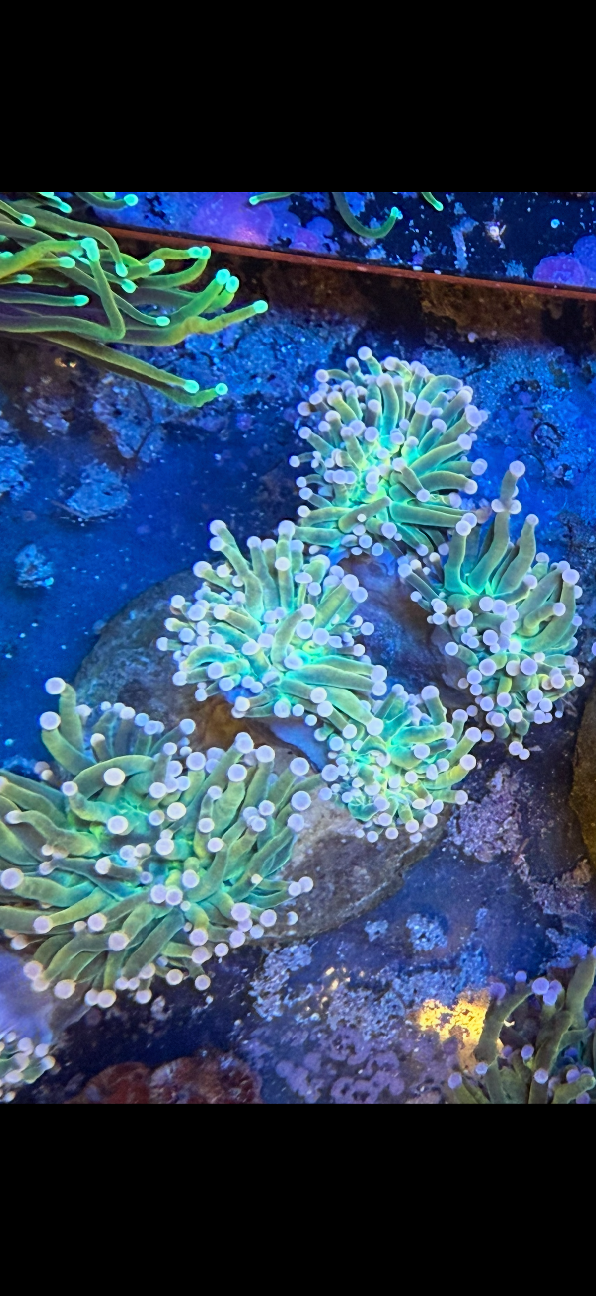 Pink Tip HG Colony