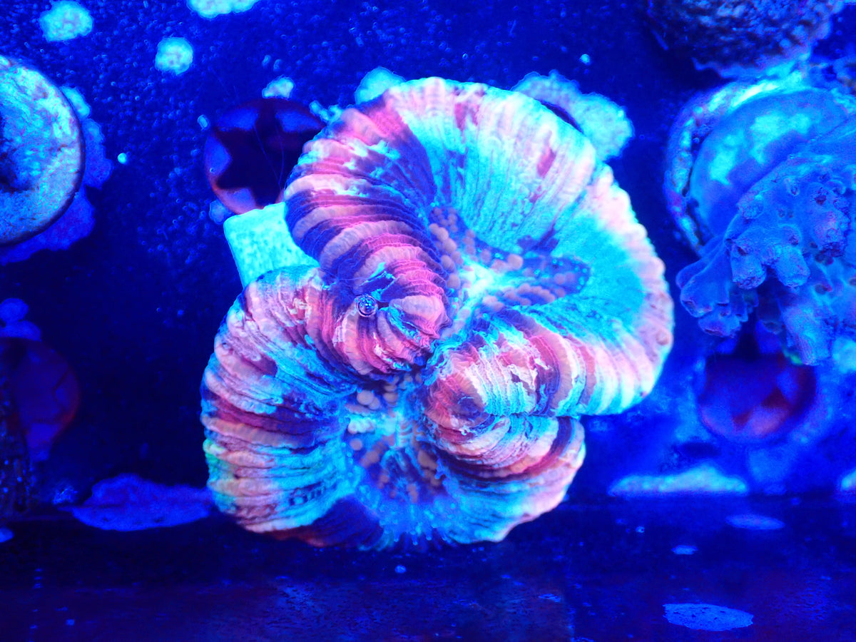 Rainbow Trachy