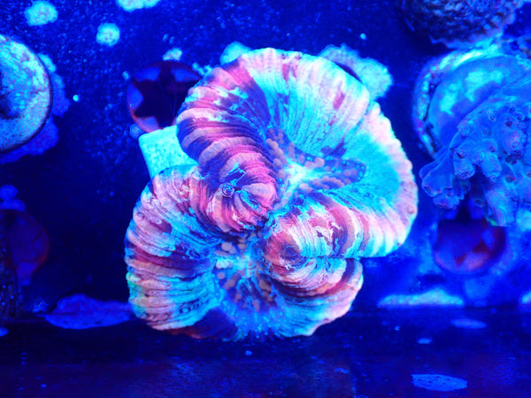 Rainbow Trachy