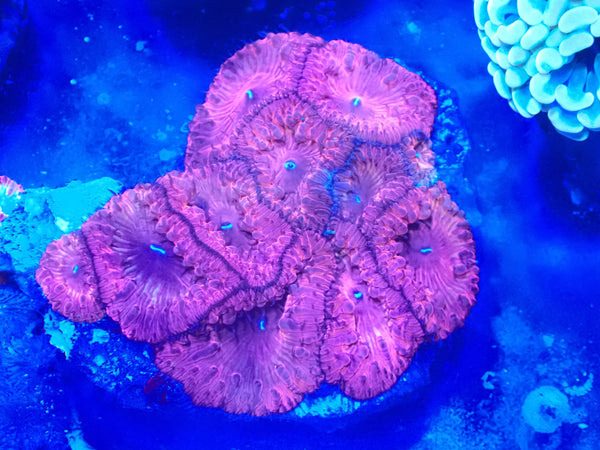 Blasto Colony