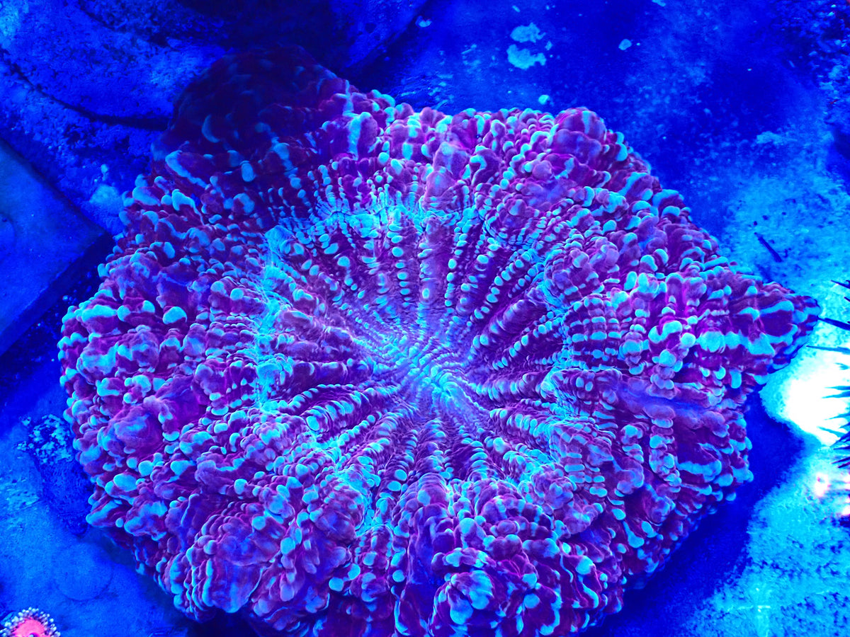 Rainbow Acantho