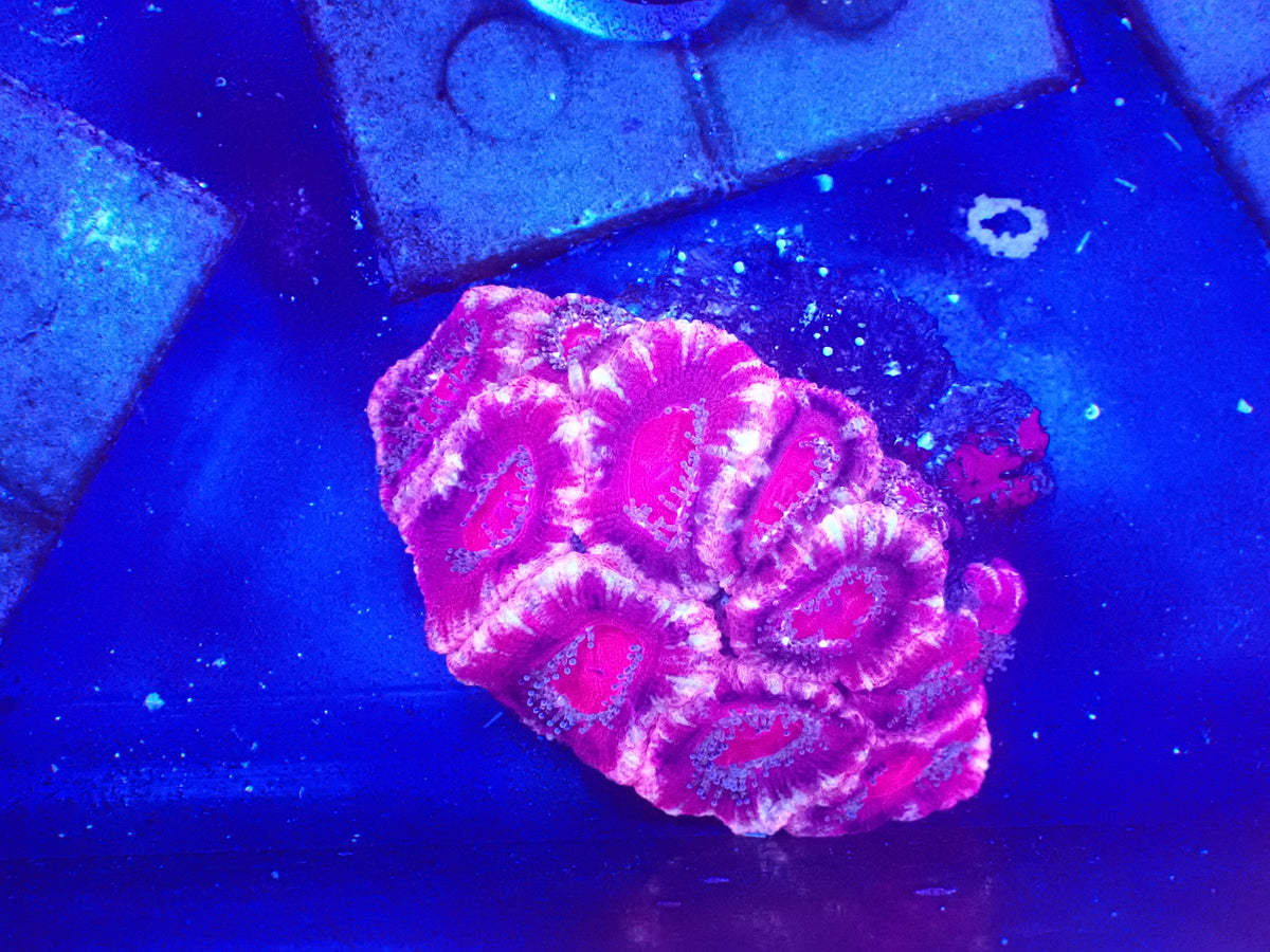 Acan colony