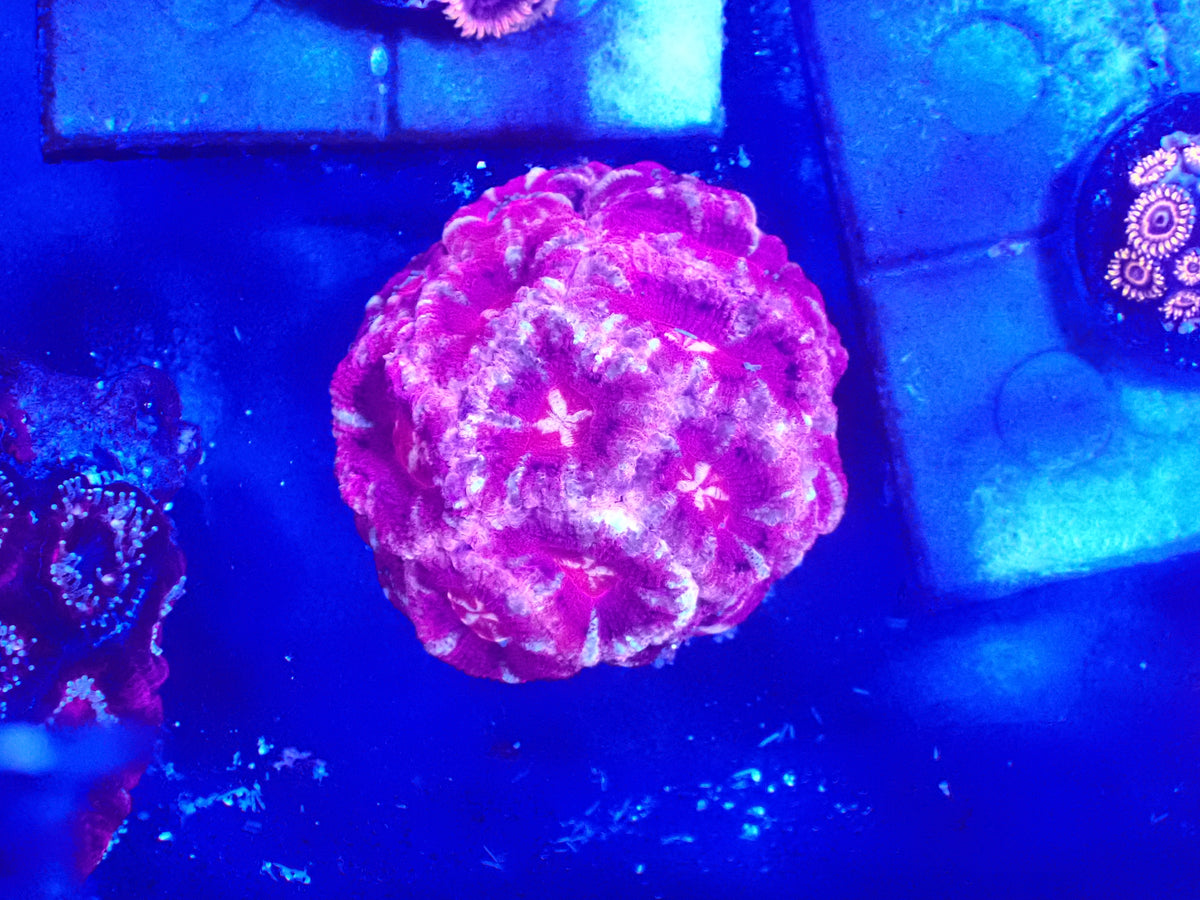 Acan colony