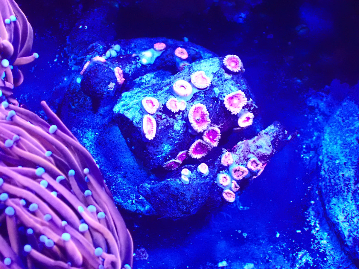 Zoa Colony